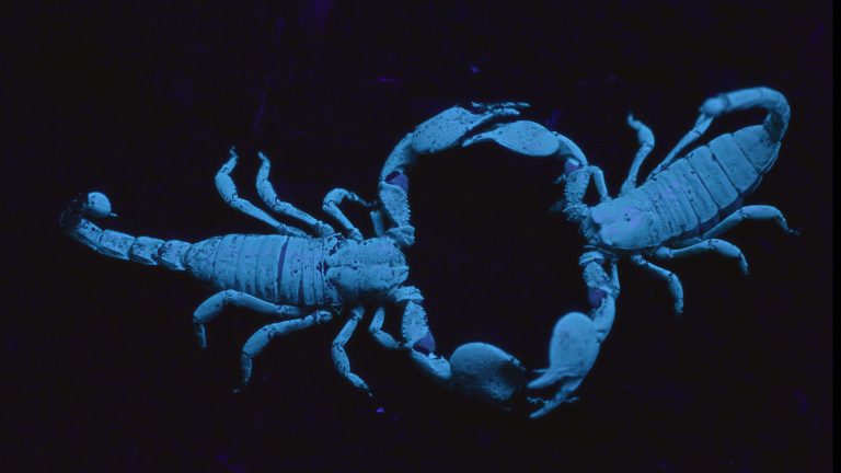 scorpions-mating.jpg
